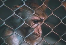 telecom ethics and security